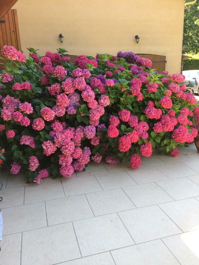 La Mimona Bed & Breakfast Sainte-Eulalie-en-Born Exterior foto